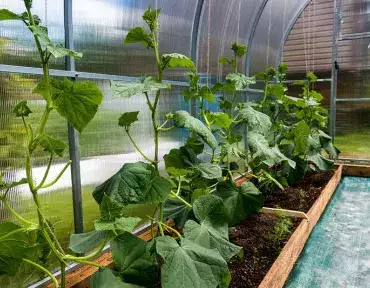 Как вырастить огурцы