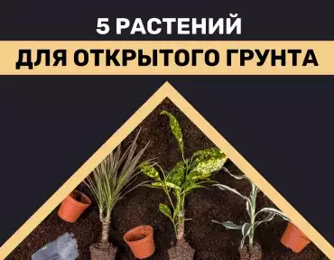 Растения для открытого грунта
